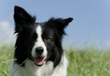 Border Collie 619 0 Border collie